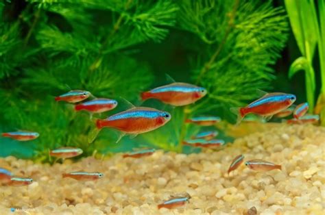 Cardinal Tetra Expert Care & Tank Set Up Guide For Beginners