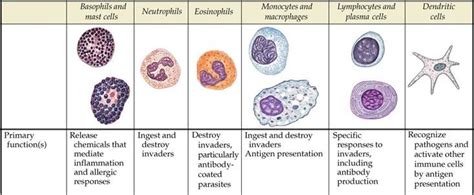 Types of Leukocytes (In Blood) Diagram | Quizlet