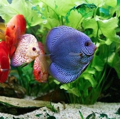 discus tank mates Archives | Discus Fish For Sale | Discus Fish | DiscusGuy