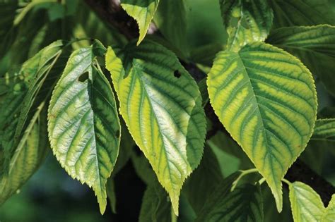 Chlorosis: Know It's Symptoms and Treatments - Brick 99