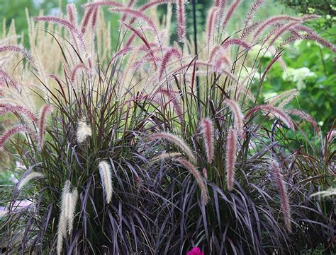 Purple Fountain Grass 1 Gal | Plants Plus