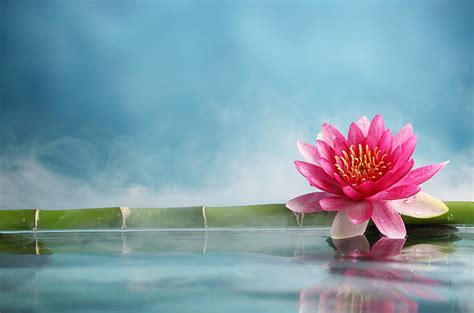 HD wallpaper: lotus 4k for computer hd | Wallpaper Flare