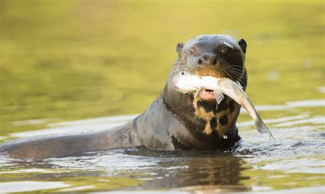 8 incredible animals in Brazil's Amazon rainforest | Wanderlust