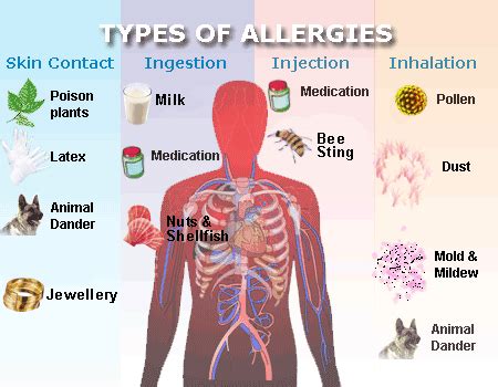 Allergy Treatment in Belle Haven, VA