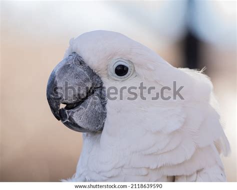 Curious Cockatoo Talking Playful Stock Photo 2118639590 | Shutterstock