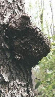 How to Identify Chaga Mushroom. Beware of False or Fool's Chaga