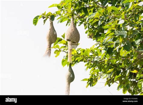 Baya weaver bird nest Stock Photo - Alamy