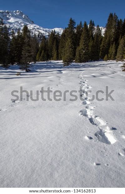 Snowshoe Footprints Stock Photo 134162813 | Shutterstock