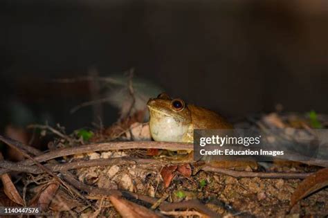 Amazon River Frog Photos and Premium High Res Pictures - Getty Images