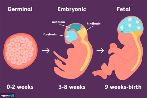 The stages of prenatal development represent a tremendous amount of ...