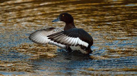 Tufted Duck adult female - John Caddick | John Caddick