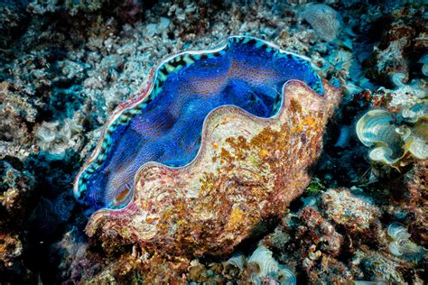 Giant clams look amazing : marinebiology