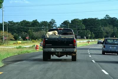 Life With Beagle: Ford: Dogs ride inside, not the truck bed