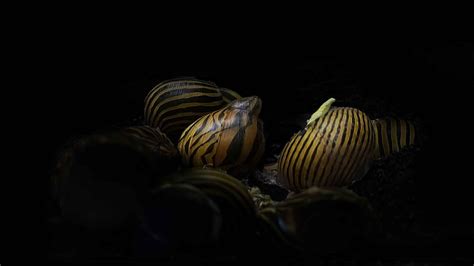 Nerite Snails: Care, Diet, Calcium, Breeding & More