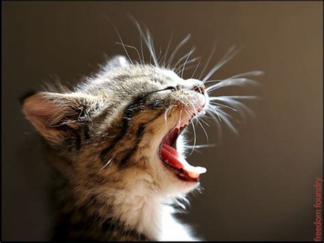 Yawn of the day | Cats, Cat yawning, Pretty cats