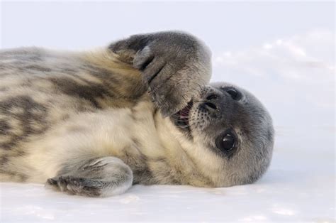 Pin by Mutual of Omaha's Wild Kingdom on Seals | Leopard seal, Cute baby animals, Seal pup