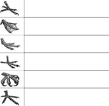 12 Bird Feet Worksheet / worksheeto.com