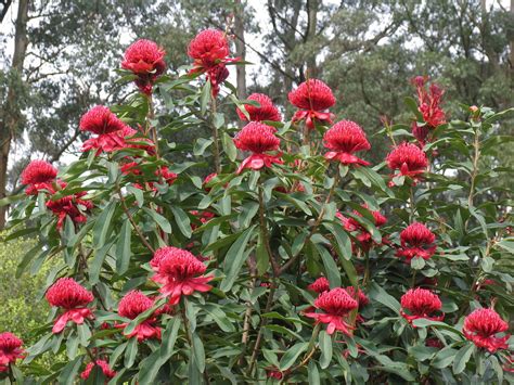 Telopea speciosissima, Waratah | Part of the Waratah tree. | Flickr ...