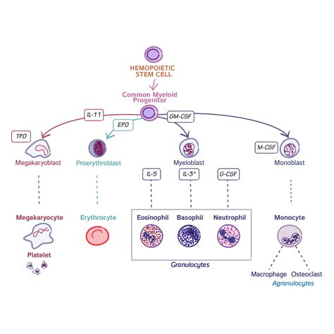 Histology Glossary: Common Myeloid Progenitor Cell Line | Draw It to ...