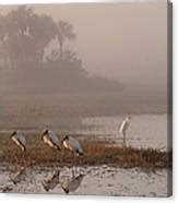 Florida Everglades Wood Storks Photograph by Juergen Roth | Fine Art ...