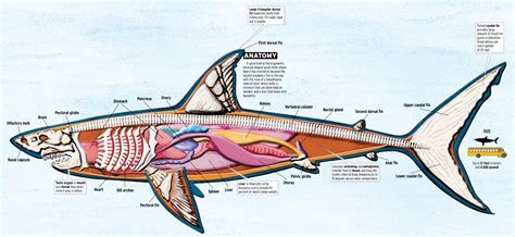 Organ System In A Shark