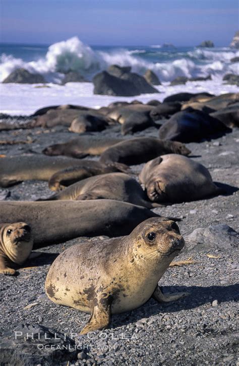 Northern elephant seal pups, Mirounga angustirostris, Gorda, Big Sur ...