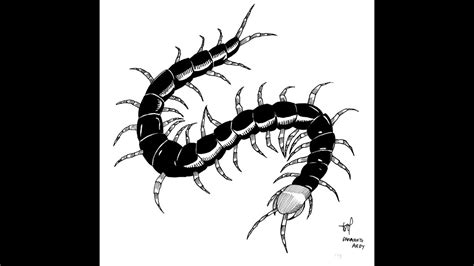 How to Draw Centipede | Drawing TV ID - YouTube