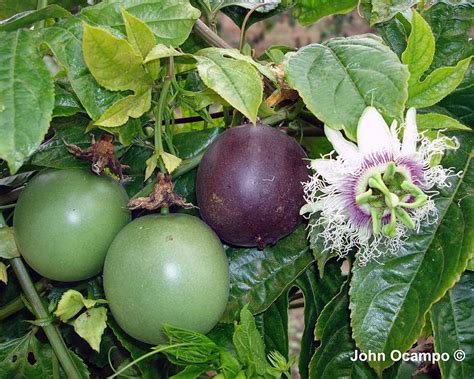 Purpurgranadilla (Passiflora edulis forma edulis) | Pflanzen-lexikon.com