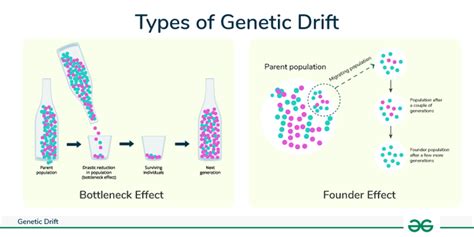 Genetic Drift - Definition, Types & Examples - GeeksforGeeks