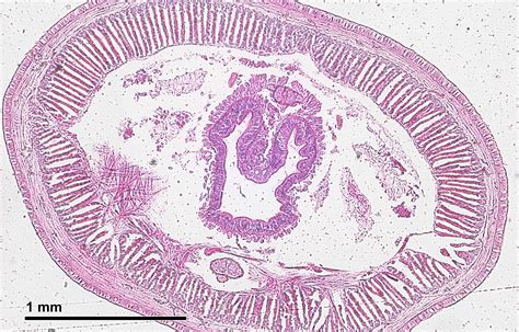 Free photo: Earthworm Under Microscope - Annelida, Study, Structures - Free Download - Jooinn