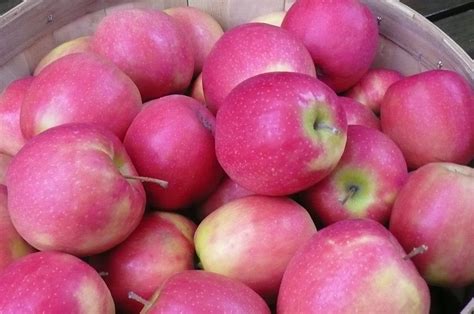 pink lady apples (1) | Recipes from Nash's Organic Produce