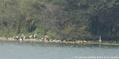 Bird watching at Pashan Lake, Pune, Maharashtra, India - Journey & Life.