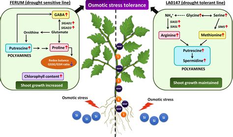 Frontiers | Regulatory Role of Silicon in Mediating Differential Stress ...