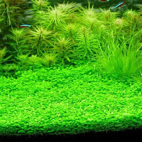 Aquarium-Water-Grass-Seeds – Plantslive