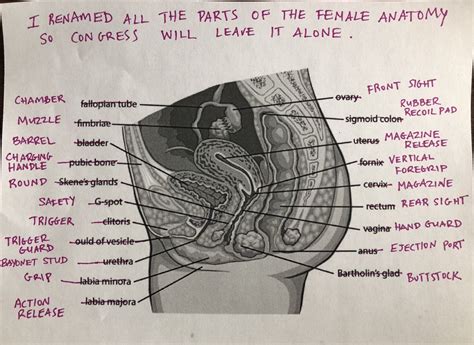 G Spot Diagram - exatin.info