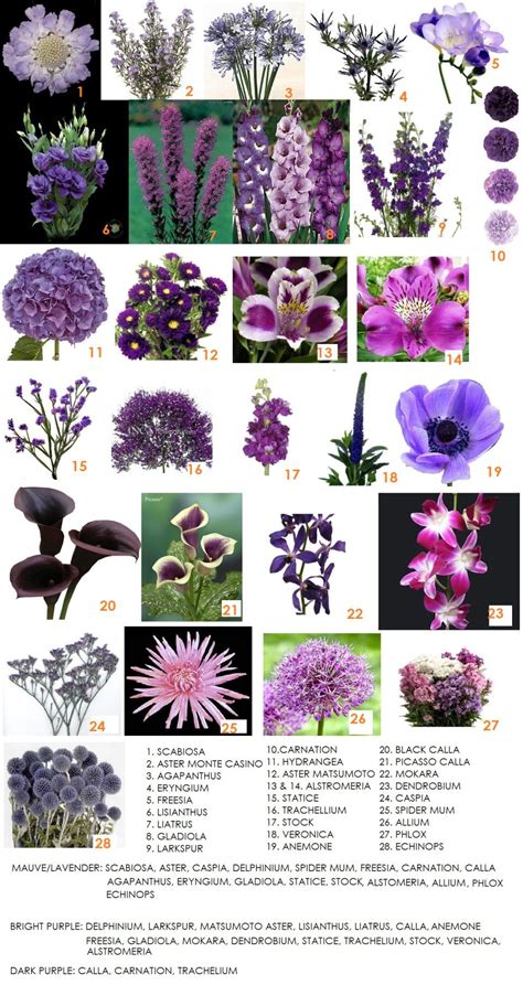 Purple Flowers Pictures And Names ~ What Are Names Of Purple Flowers ...