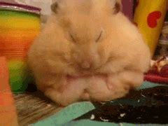 Hamster Cute S GIF - Find & Share on GIPHY