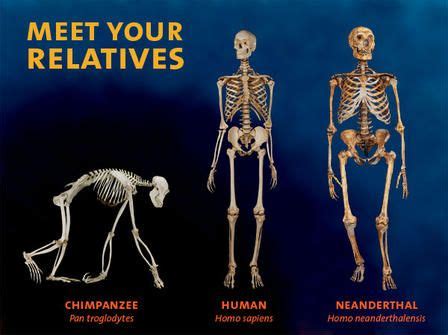 Chimpanzee vs human anatomy - fetrposters