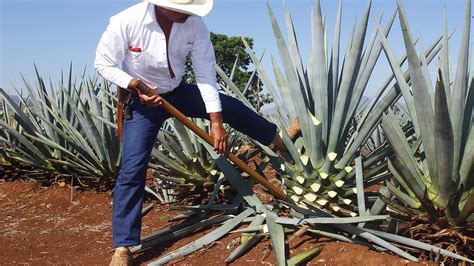 How Tequila Is Made | Ingredients & Production