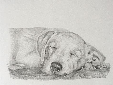 Labrador retriever puppy pencil drawing | Retriever puppy, Labrador retriever puppies, Labrador ...