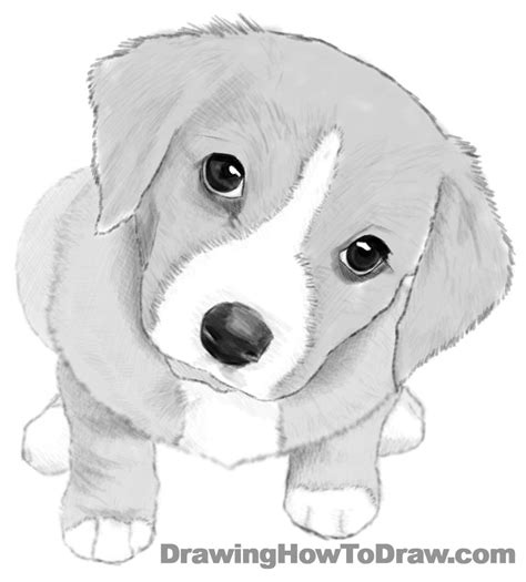 How to Draw a Dog or Puppy Realistic – Easy Step by Step Drawing ...