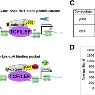 Targeting the WNT pathway using epigenetic inhibitors. WNT signaling... | Download Scientific ...