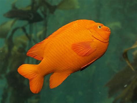 Garibaldi, Kelp Forest, Fishes, Hypsypops rubicundus at the Monterey Bay Aquarium