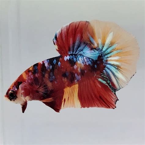 Giant Betta Fish | Giant Betta Fish for Sale — JV Betta