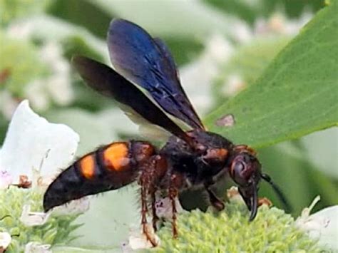 Common Texas Wasps - Green Nature