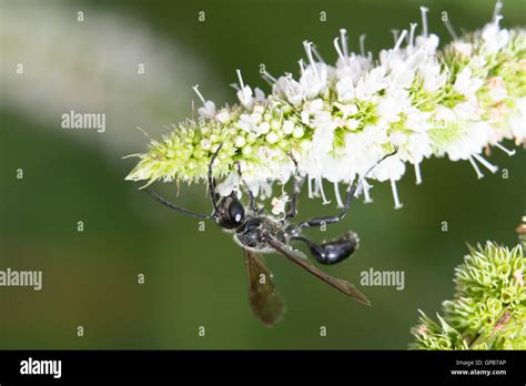 Great Black Wasp - Sphex pensylvanicus Stock Photo - Alamy