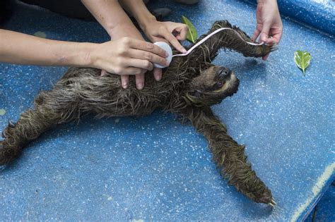 Keeping Pygmy Sloths Afloat - bioGraphic