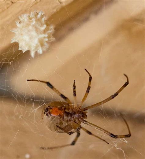 Brown Widow Spider, Latrodectus geometricus - DesertUSA