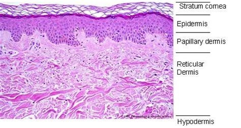 Histological Skin Structure Diagram ... Blood Vessels, Loose Connective Tissue, Subcutaneous ...