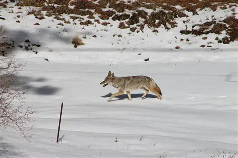 How Fast Can a COYOTE Run? • Animals Answers